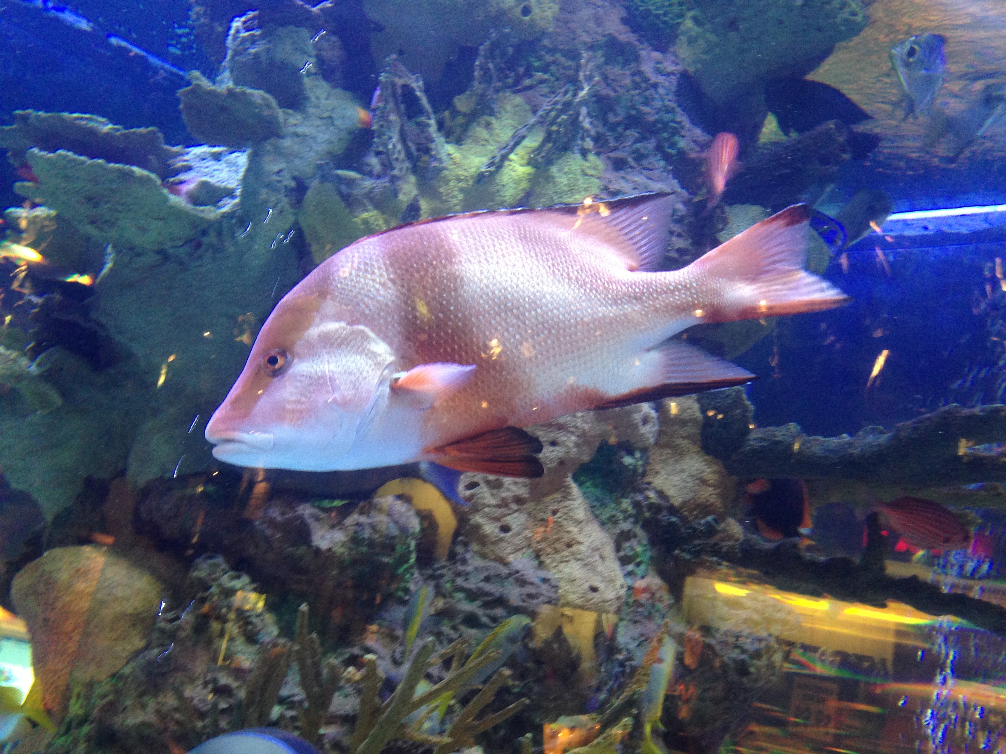 Gambar Ikan Batu Karang - HD Wallpaper 
