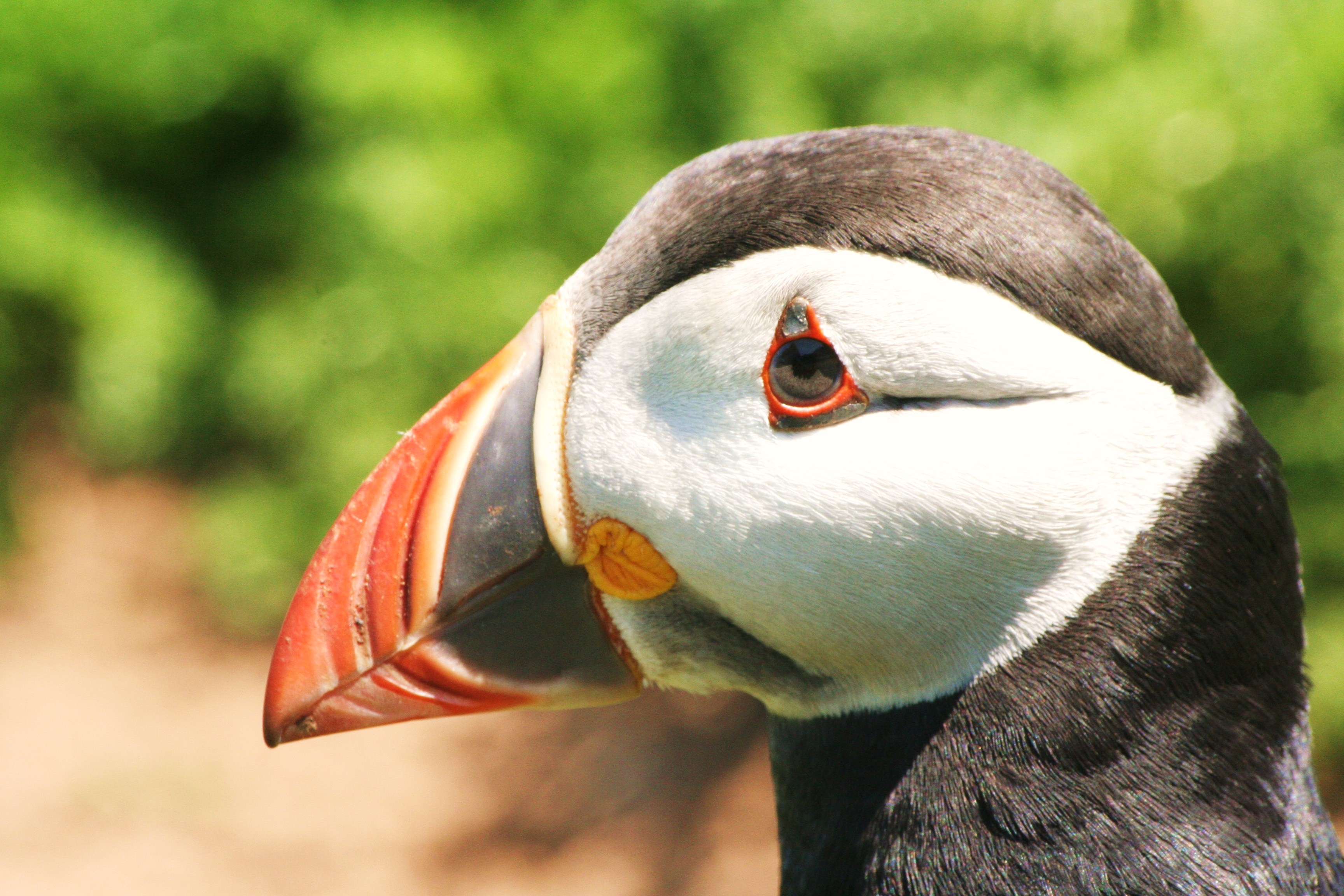 Atlantic Puffin - HD Wallpaper 