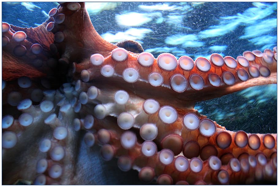 Octopus, Suction Cup, Suction Cups, Squid, Animal, - Octopus Mutilated - HD Wallpaper 