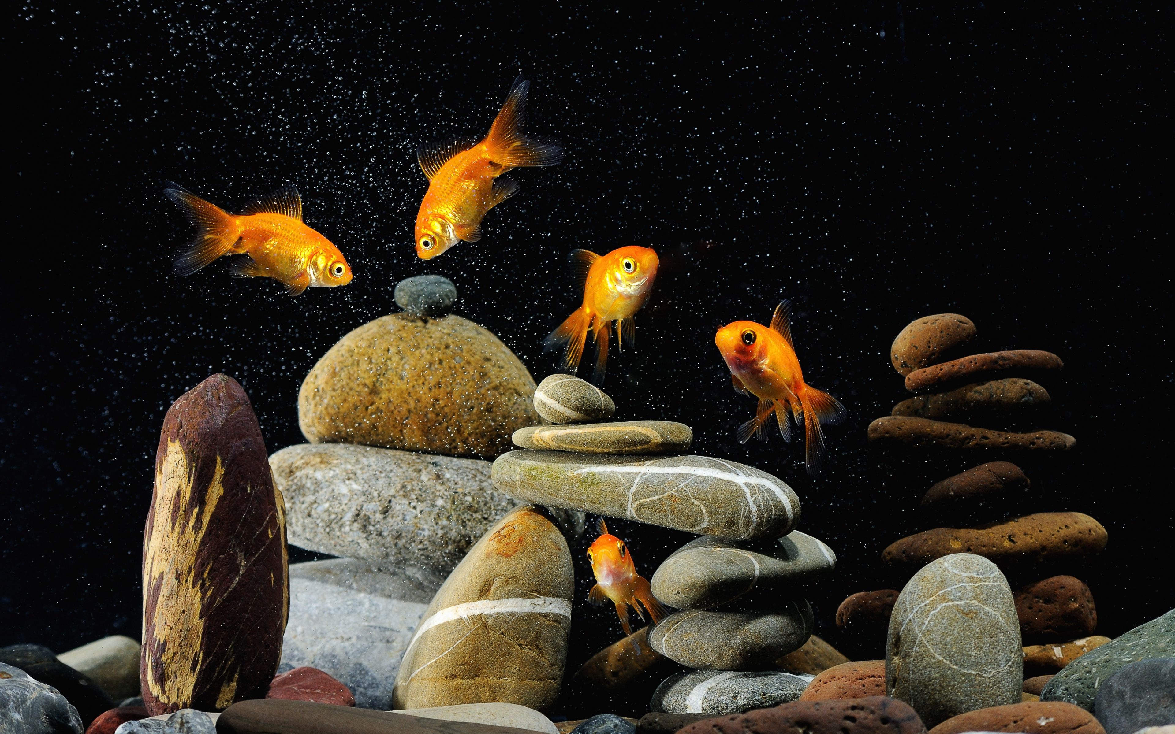 Download Free Aquarium Wallpapers Aquarium Wallpaper For Desktop 3840x2400 Wallpaper Teahub Io