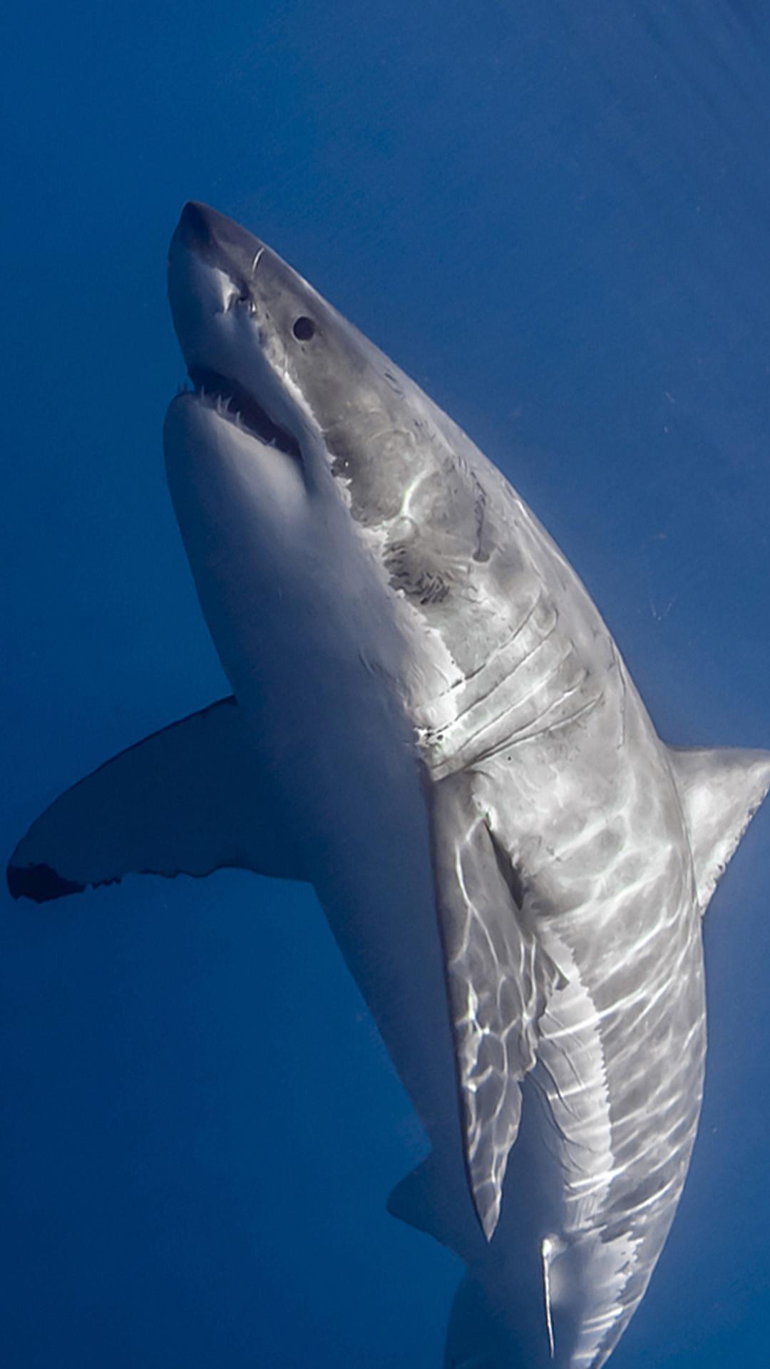 Great White Shark Hd Wallpapers Background Images - Great White Shark Wallpaper Iphone - 1080x1920 Wallpaper Great White Shark Hd Wallpapers Background Images - Great White Shark Wallpaper Iphone - 1080x1920 Wallpaper