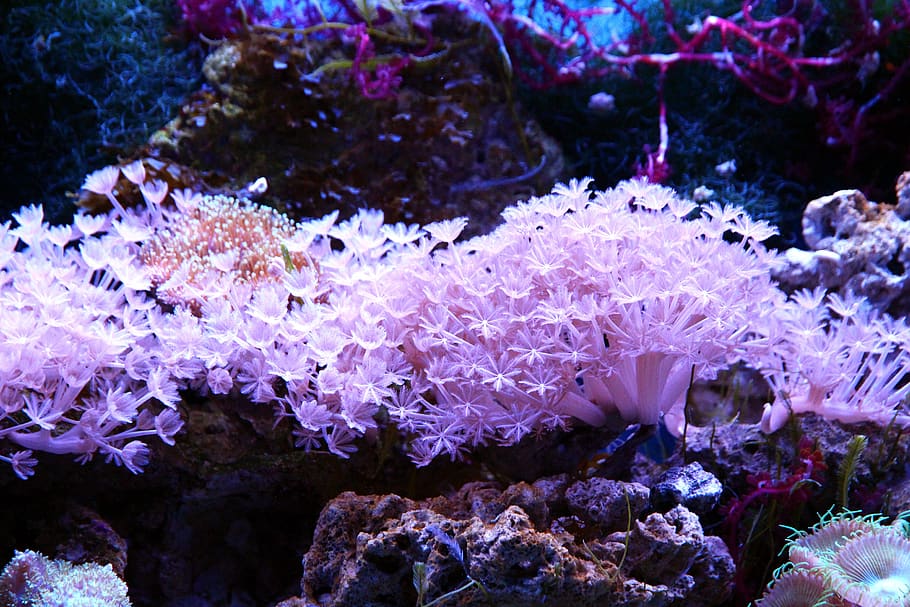 Coral, Polyp, Aquarium, Marine Aquarium, Reefs, Reef - Coral - HD Wallpaper 
