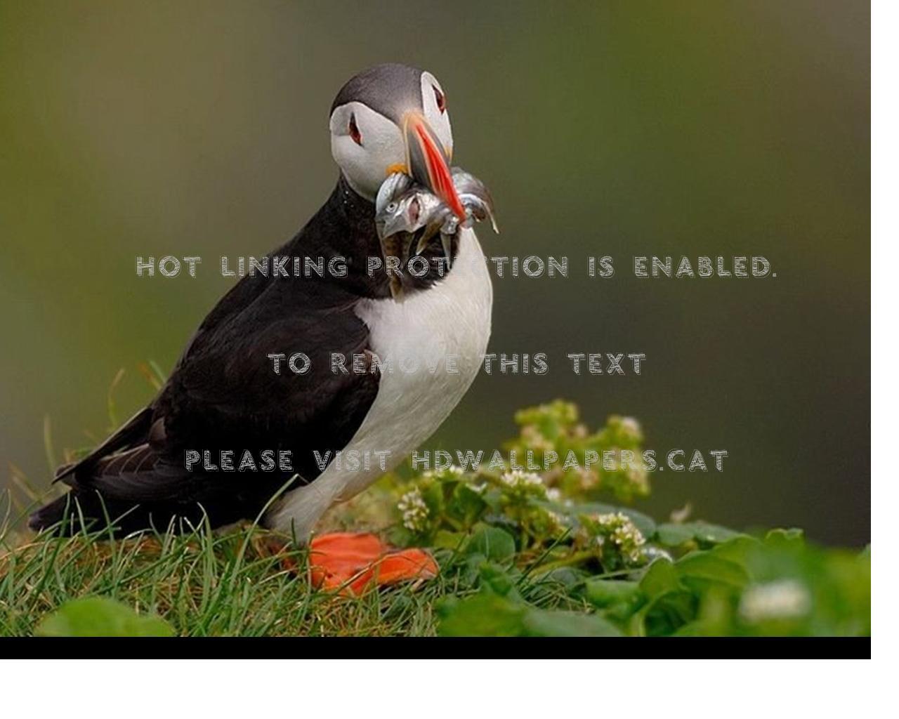 Puffin Wild Cute Bird Animals - Animal - HD Wallpaper 