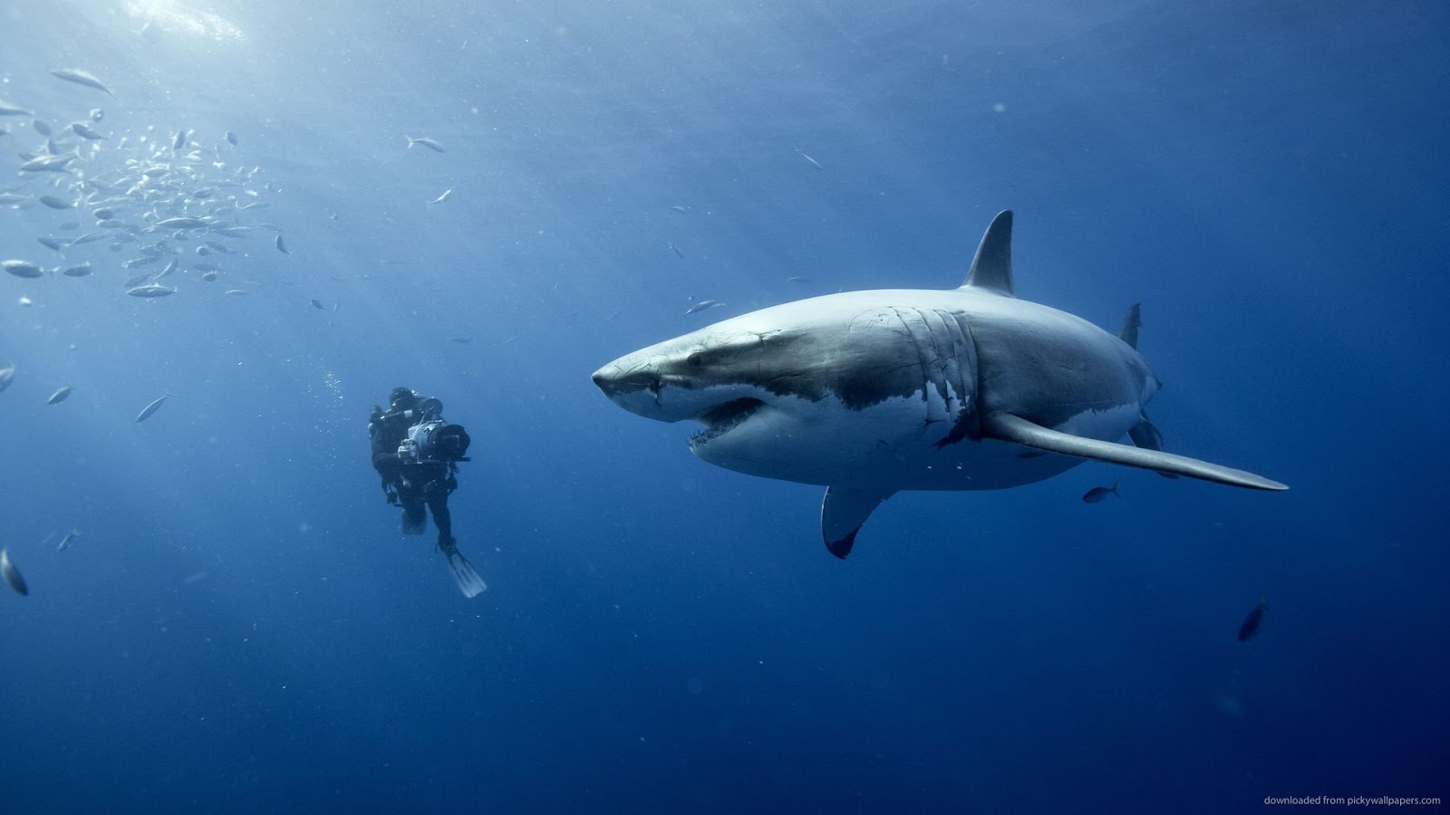 Oceans Movie - HD Wallpaper 