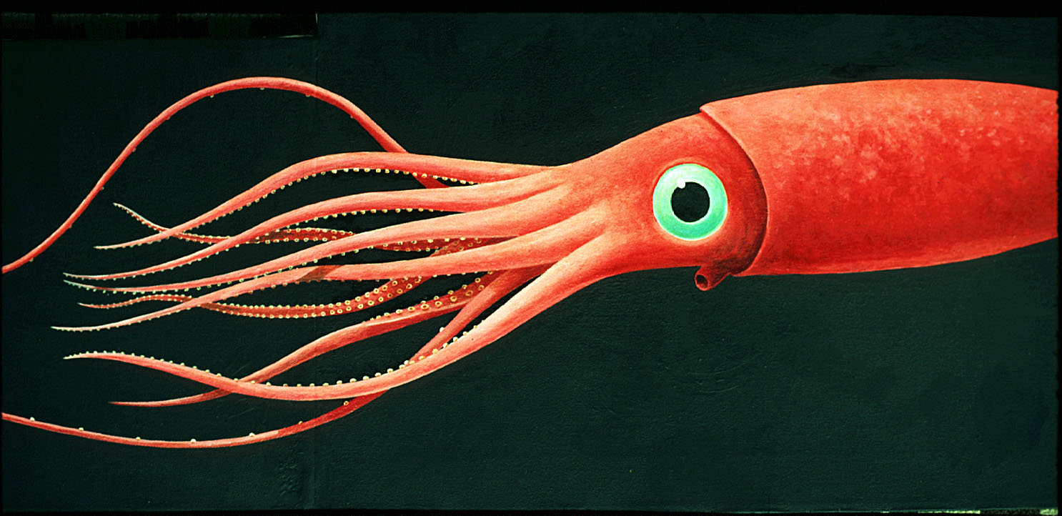 Squid Hd Wallpapers, Desktop Wallpaper - HD Wallpaper 