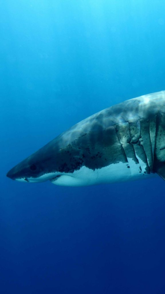 Pic Hwb24270 - HD Wallpaper 