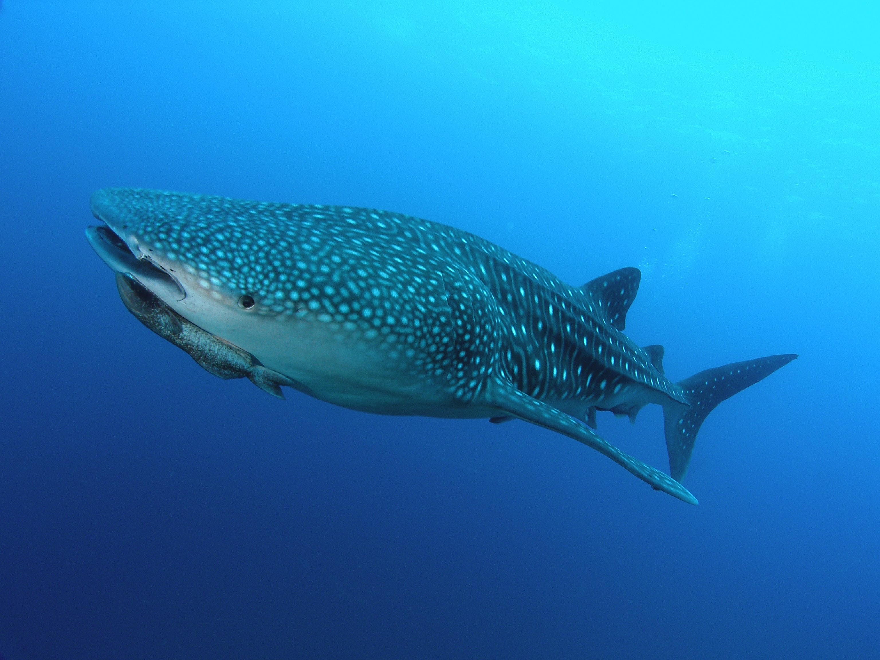 Largest Fish The Whale Shark Rhincodon Typus - HD Wallpaper 