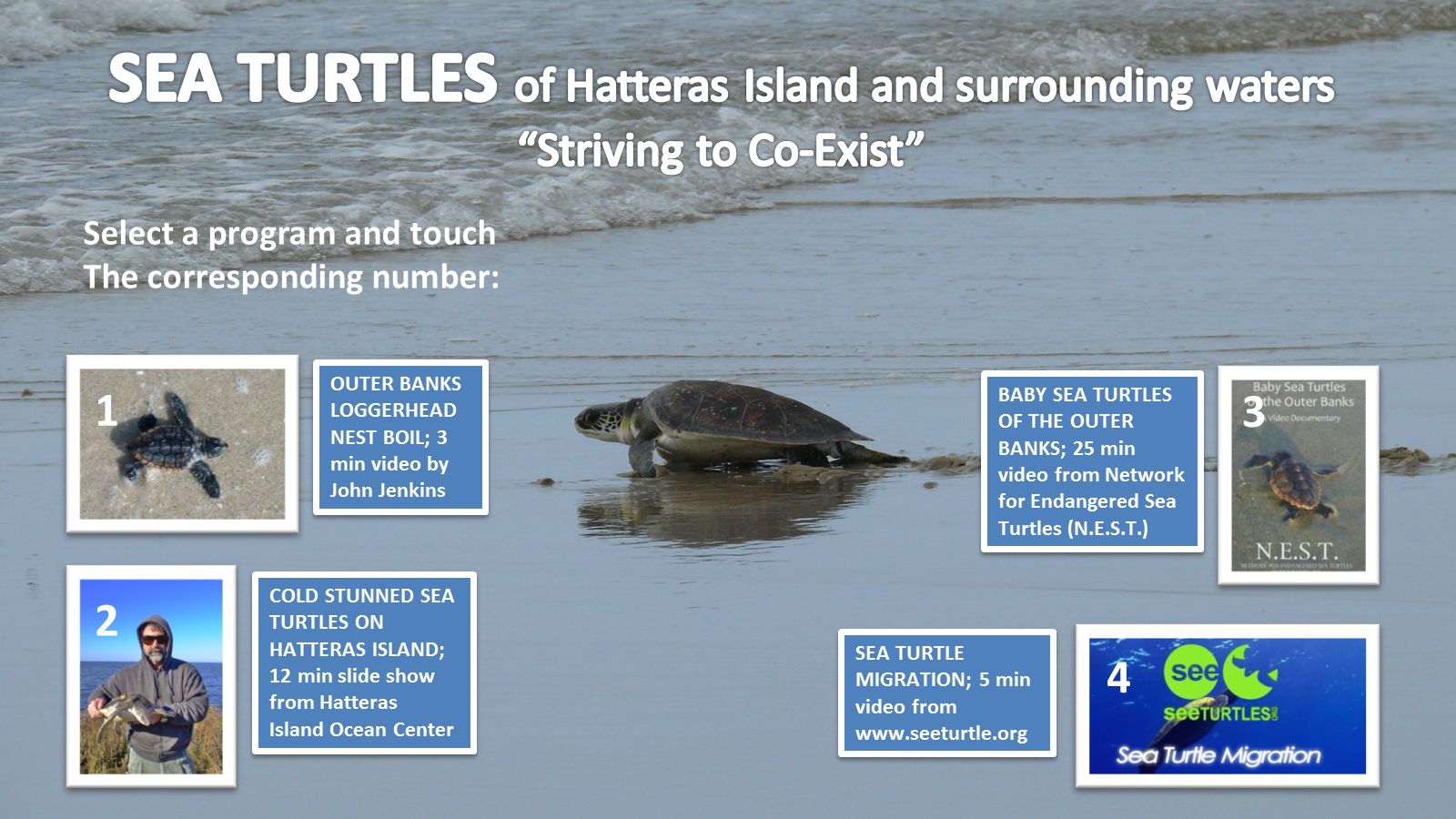 Loggerhead Sea Turtle - HD Wallpaper 