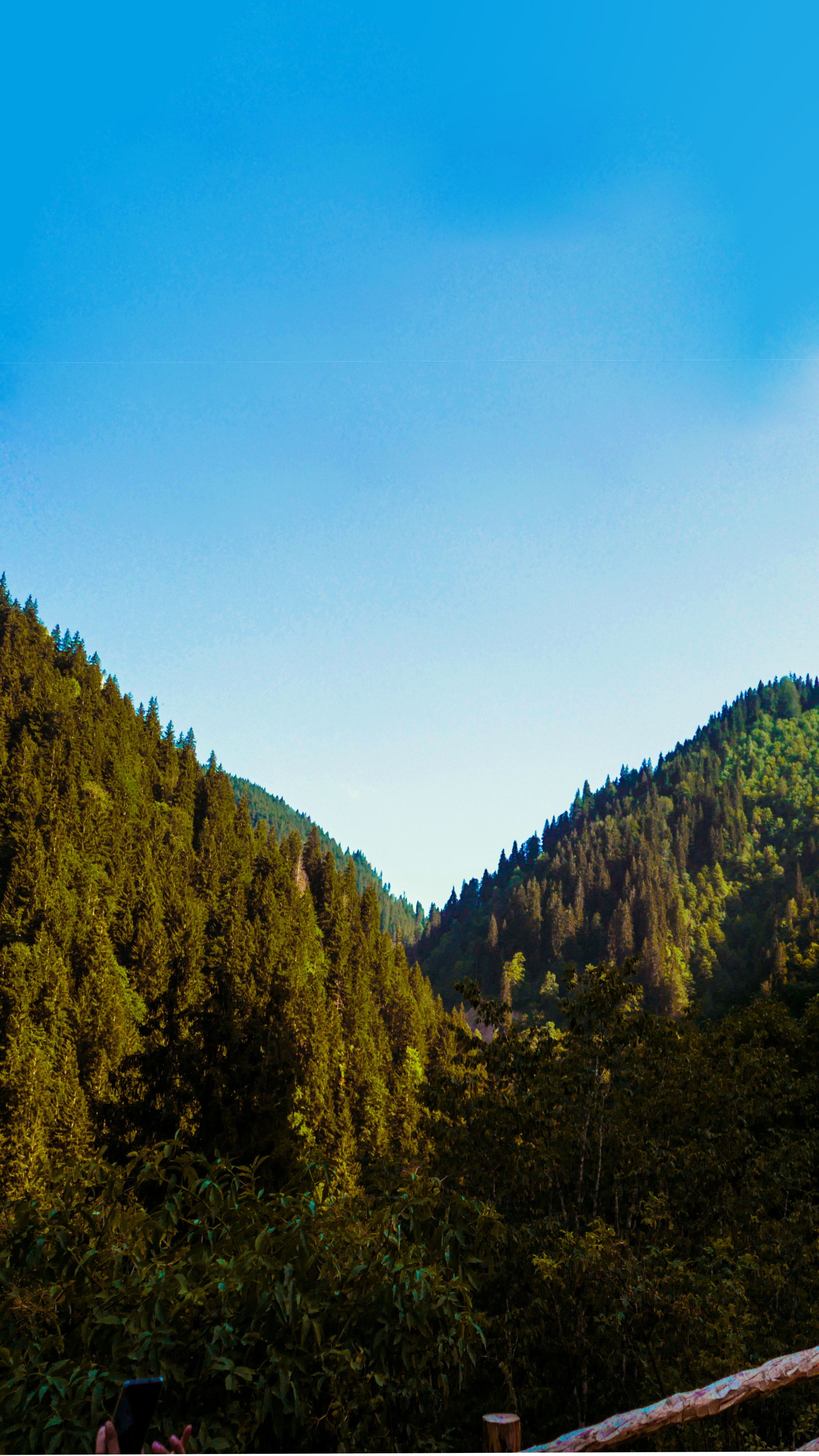 Spruce-fir Forest - HD Wallpaper 