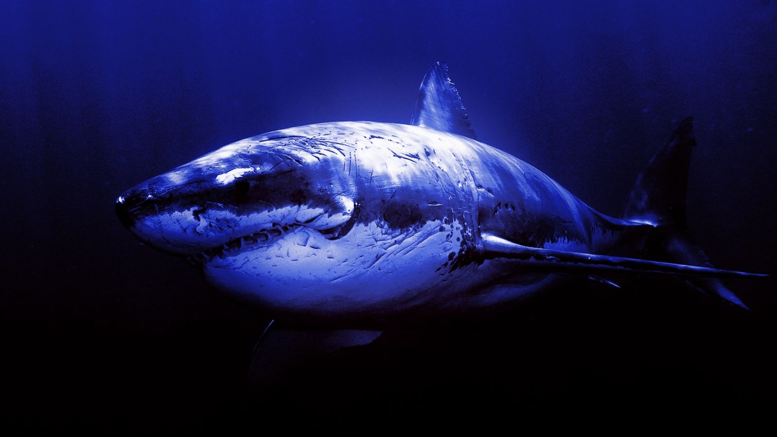 Shark Desktop Wallpaper - Great White Shark - HD Wallpaper 