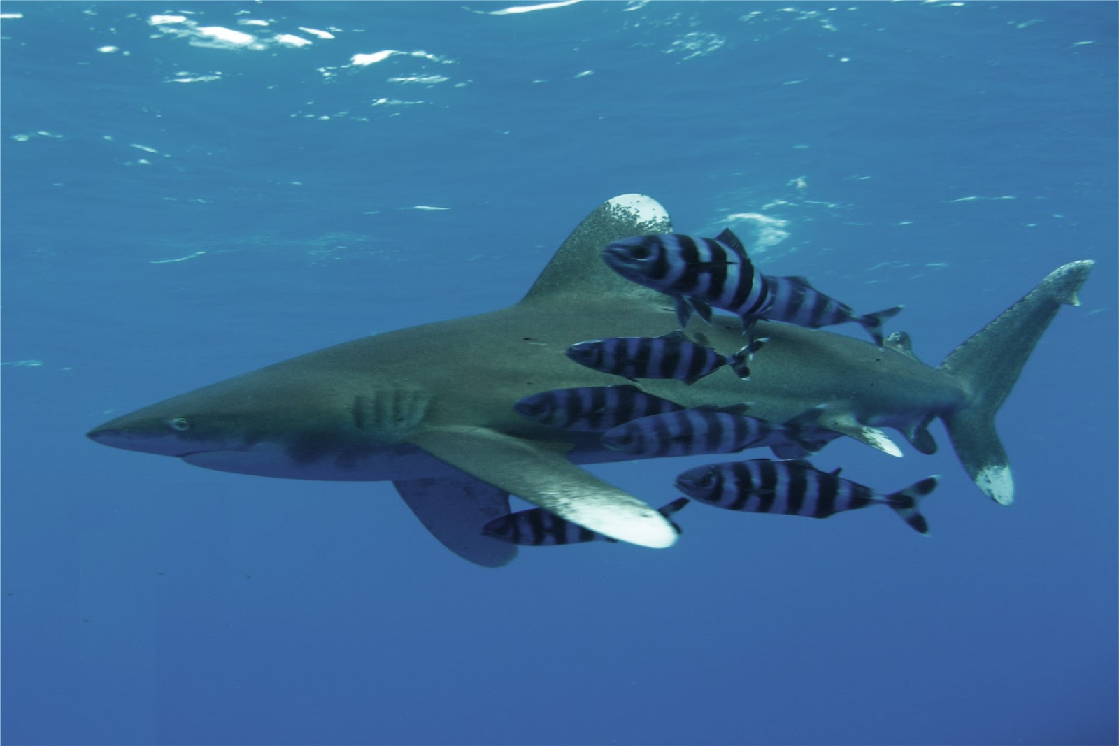 Picture Of A White Tip Shark - Oceanic White Tip Shark - HD Wallpaper 