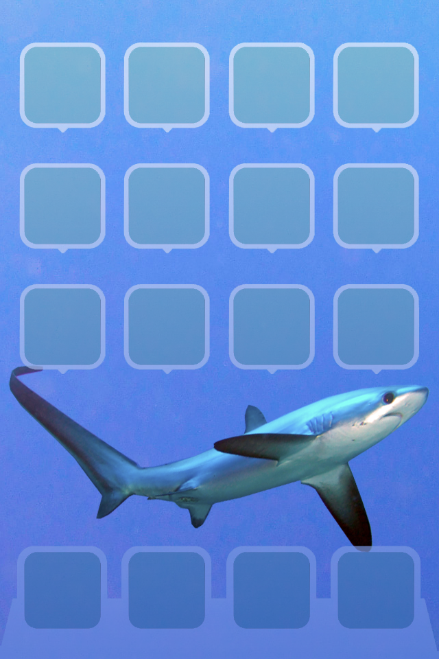 Great White Shark - HD Wallpaper 