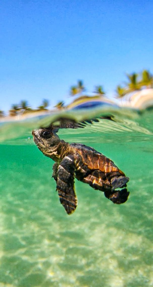 Cute Real Real Life Ocean Animals - HD Wallpaper 