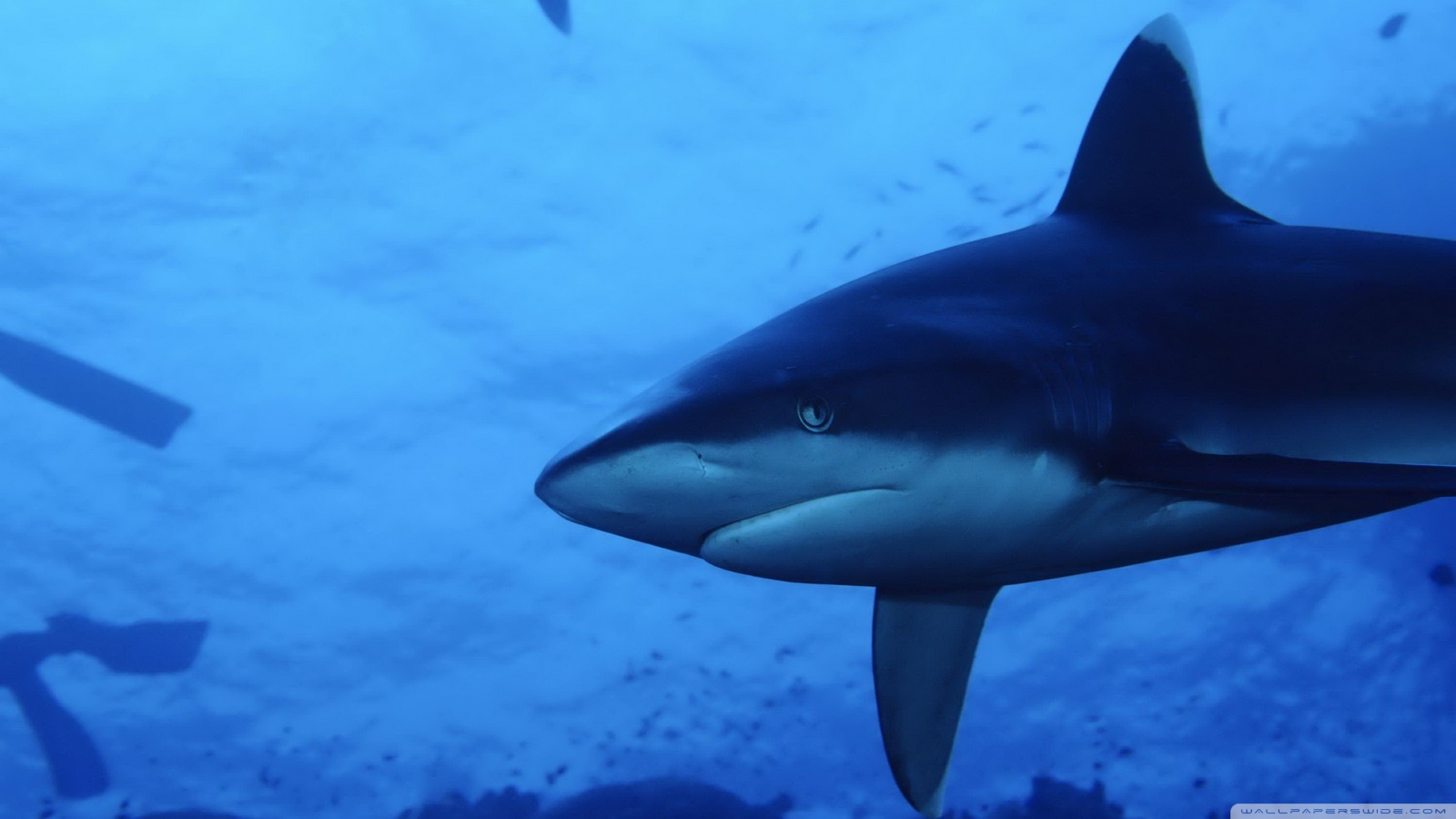 Fototapeta Na Zeď Zralok - HD Wallpaper 