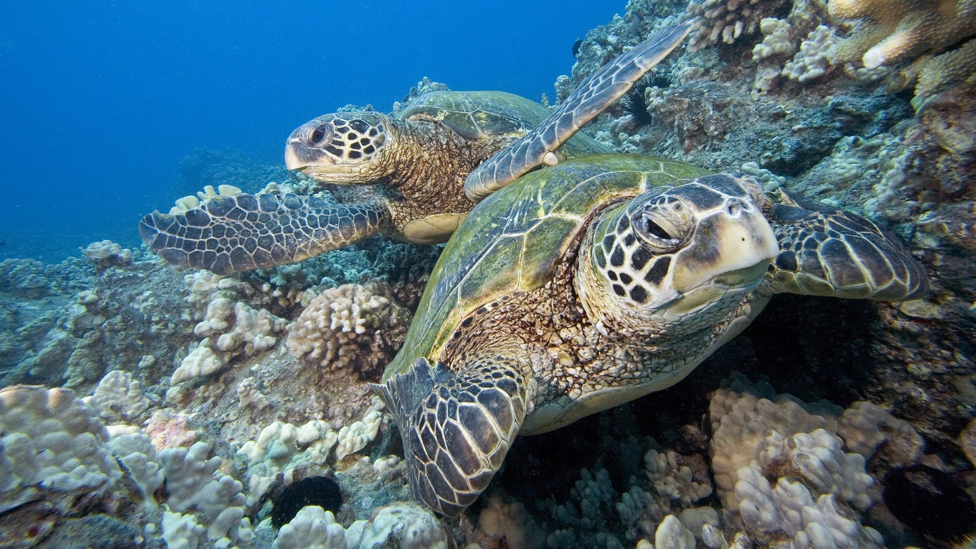 Baby Sea Turtle Wallpaper - HD Wallpaper 
