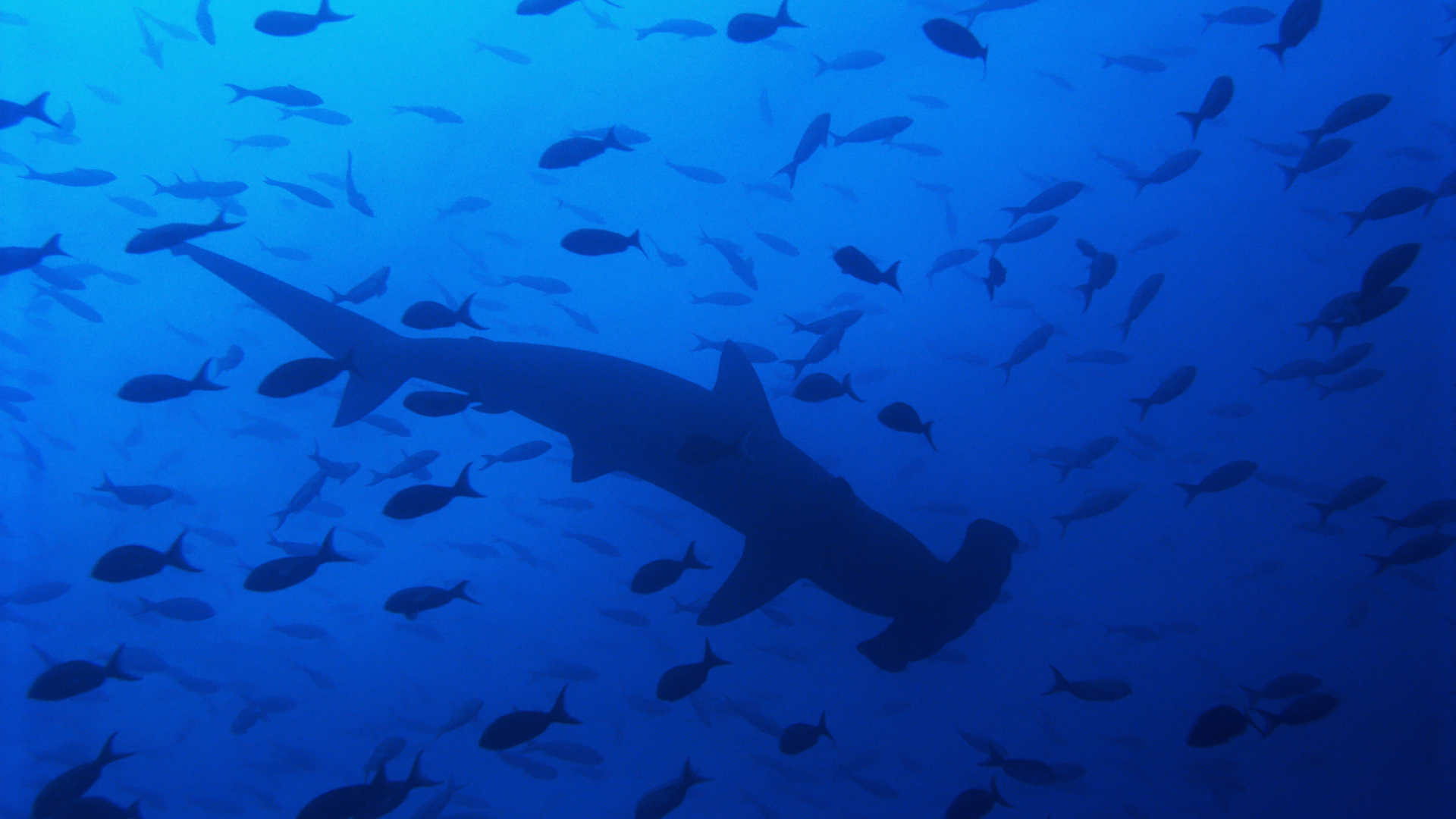 Hammerhead Shark - HD Wallpaper 