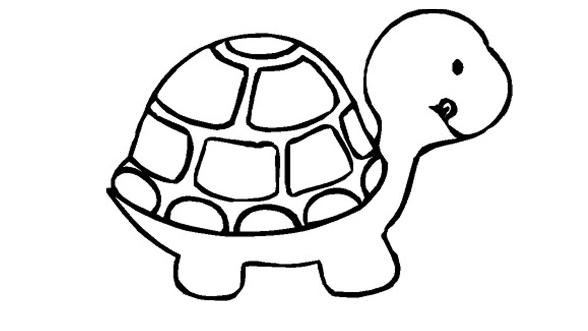 Baby Sea Turtle Wallpaper - HD Wallpaper 