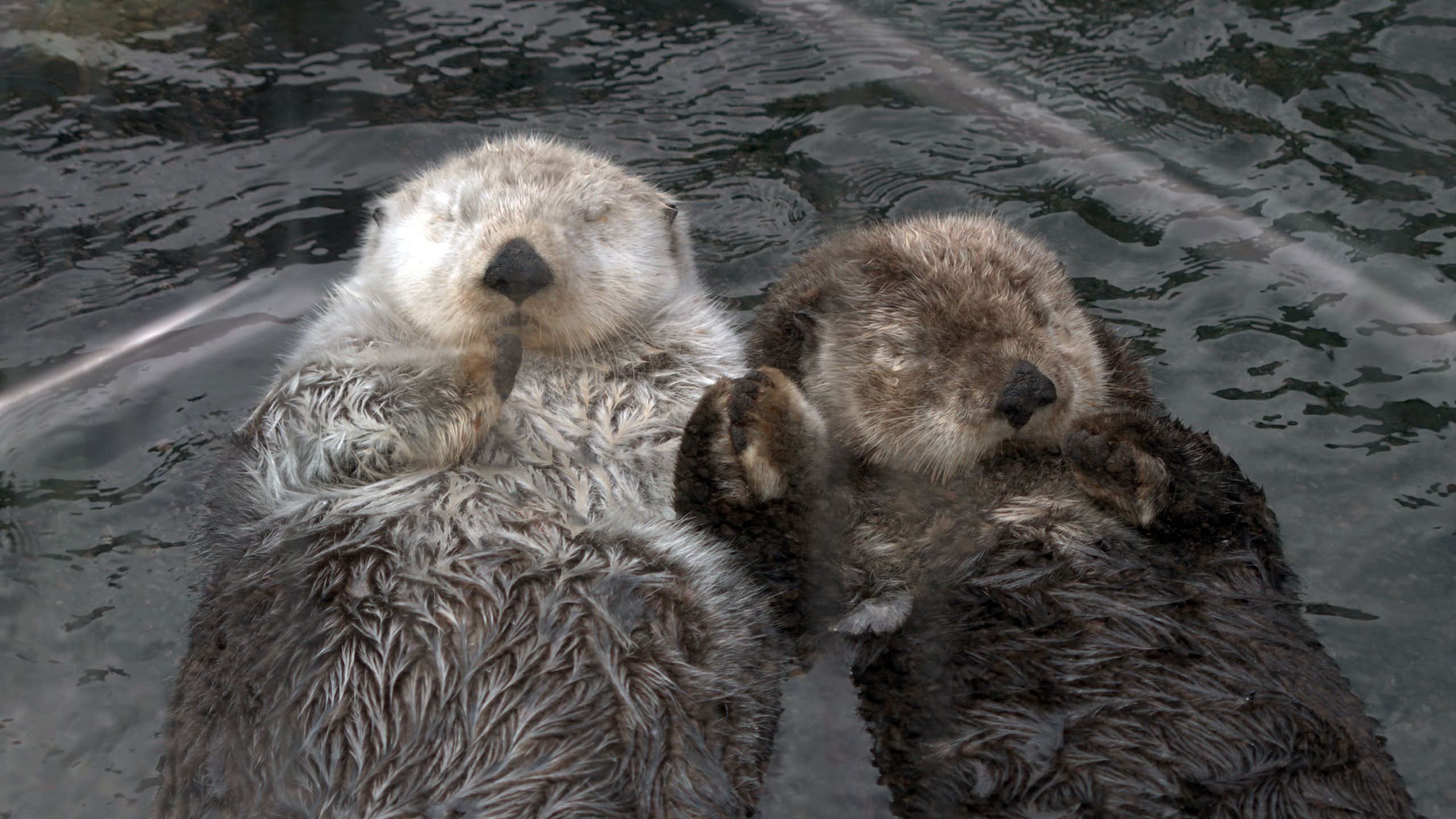 Sea Otter Holding Hand - HD Wallpaper 
