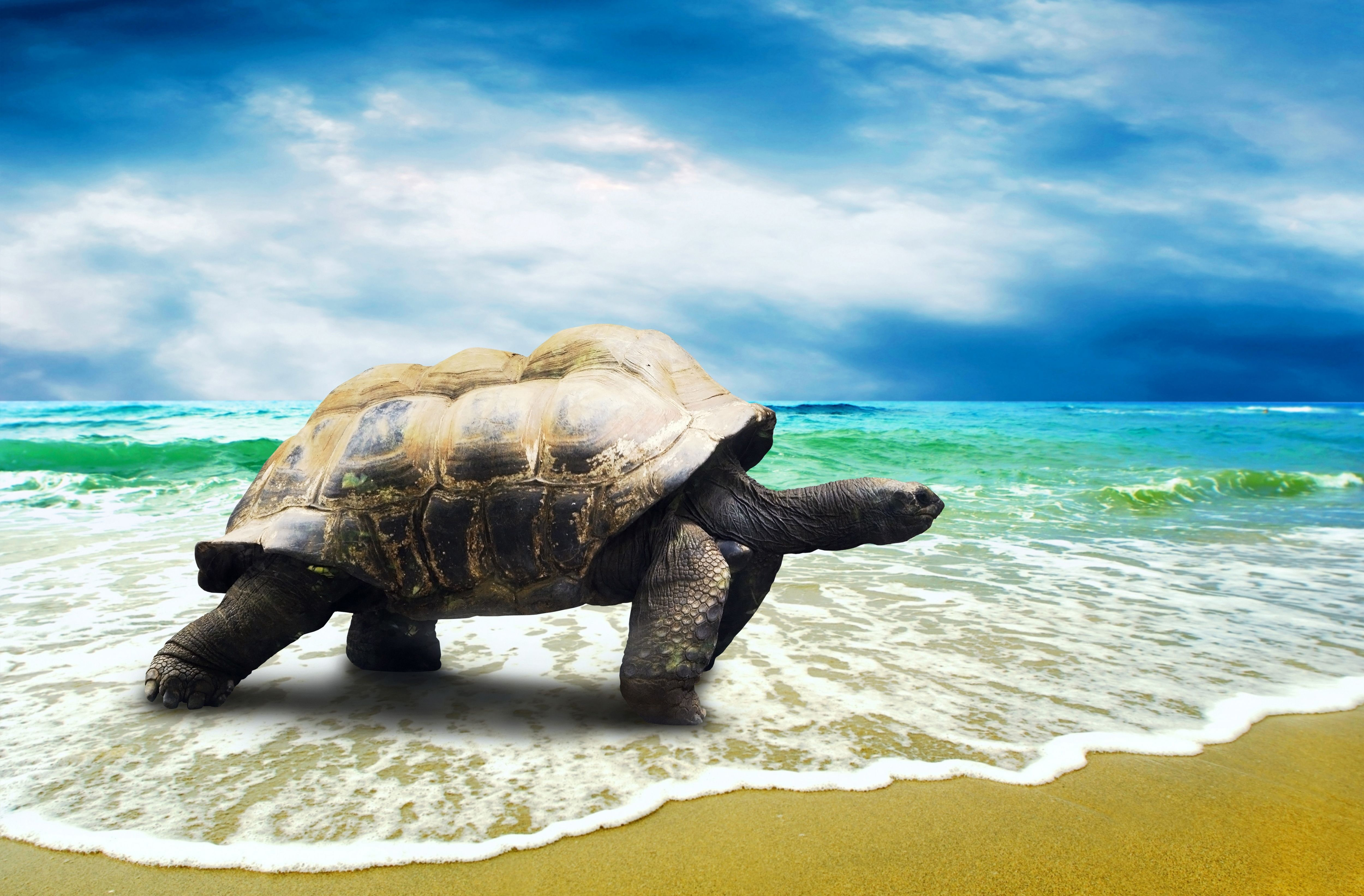 Hd Turtle Wallpapers Bing Baby Turtle ❤ 4k Hd Desktop - HD Wallpaper 