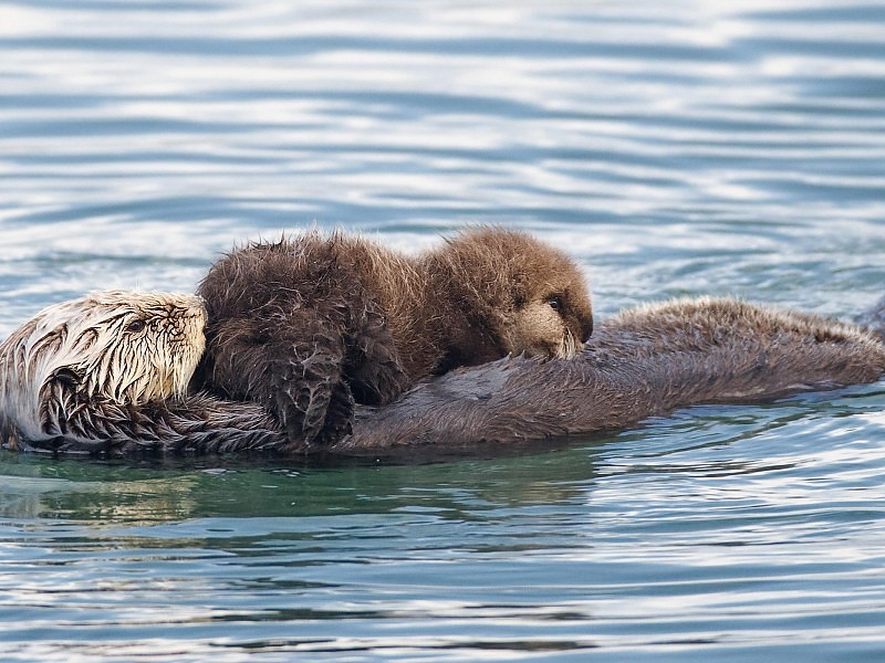 ~adorable Sea Otters~ Wallpaper - Do Otters Have Sex With Seals - HD Wallpaper 