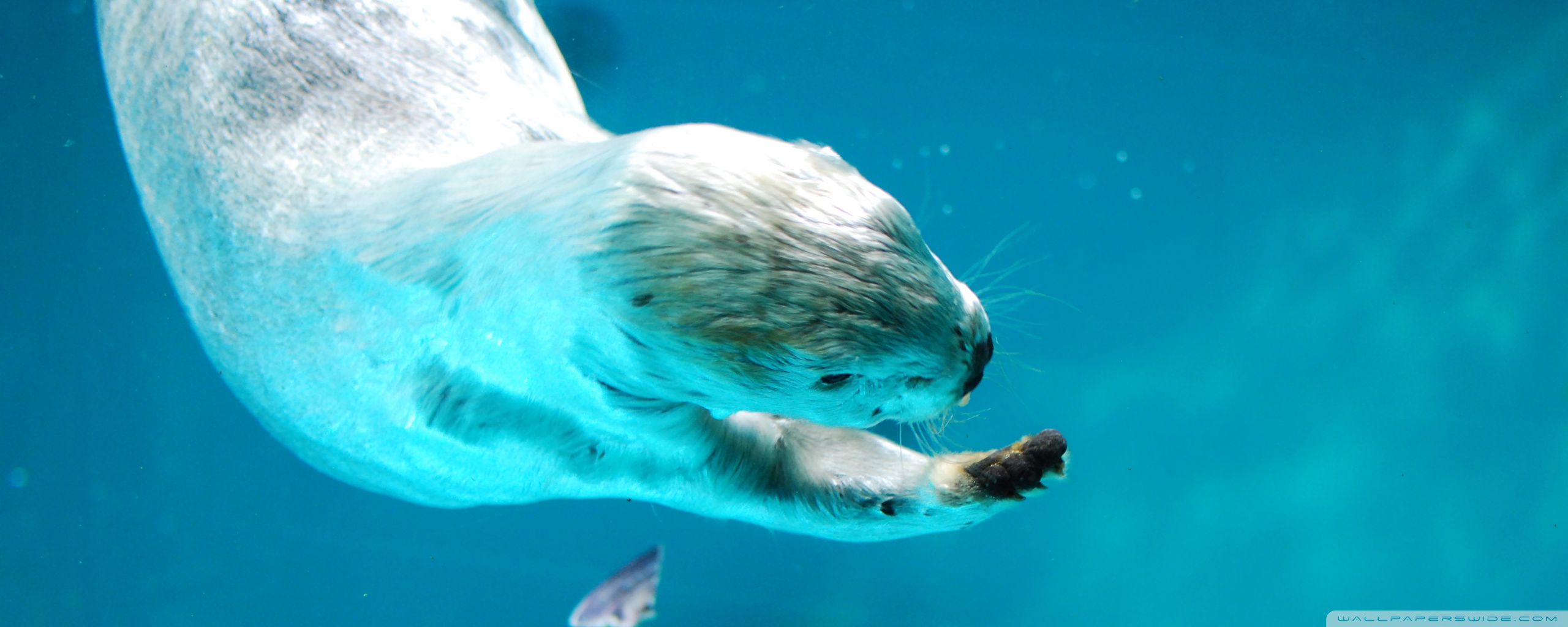 Swimming Sea Otter - HD Wallpaper 