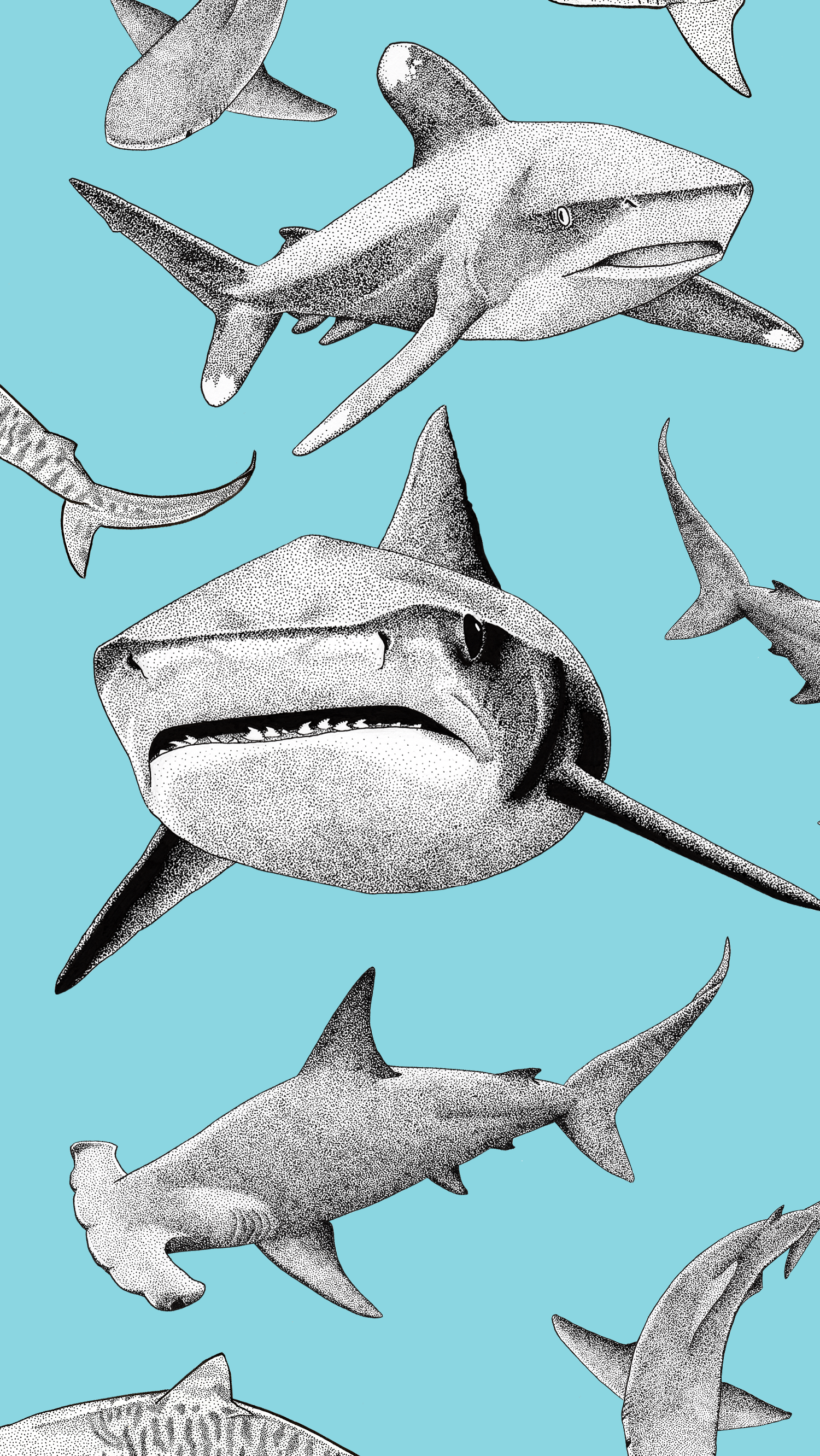 Shark Phone Background - HD Wallpaper 
