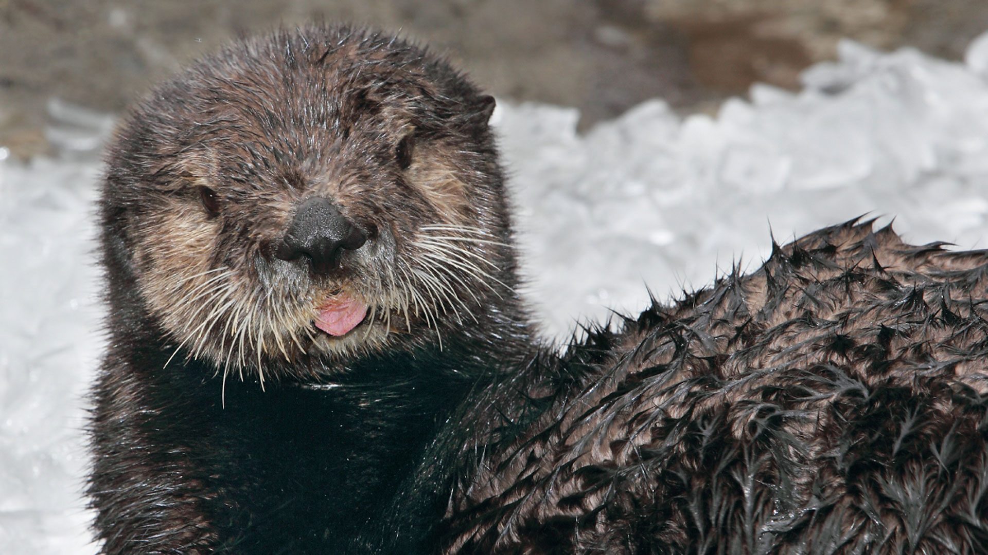 Sea Otter Valentines - HD Wallpaper 
