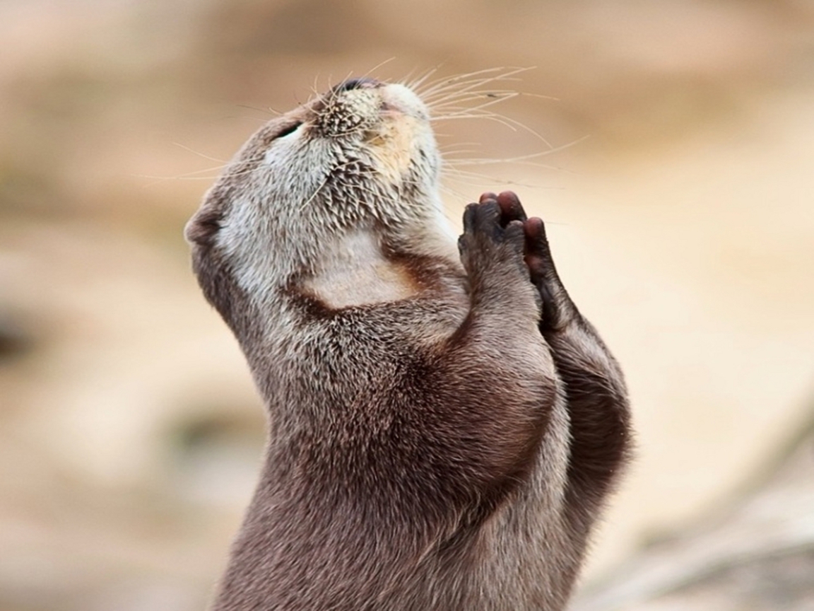 Praying Otter - HD Wallpaper 