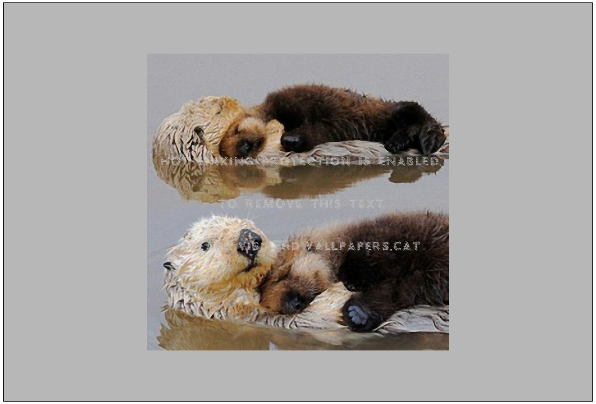 Sea Otters Chillin Sleeping Floating Cute - Otter Sleeping In Water - HD Wallpaper 