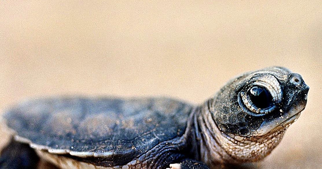Bing Baby Turtle Hd Desktop Wallpaper Widescreen High - Close Up Baby Sea Turtle - HD Wallpaper 