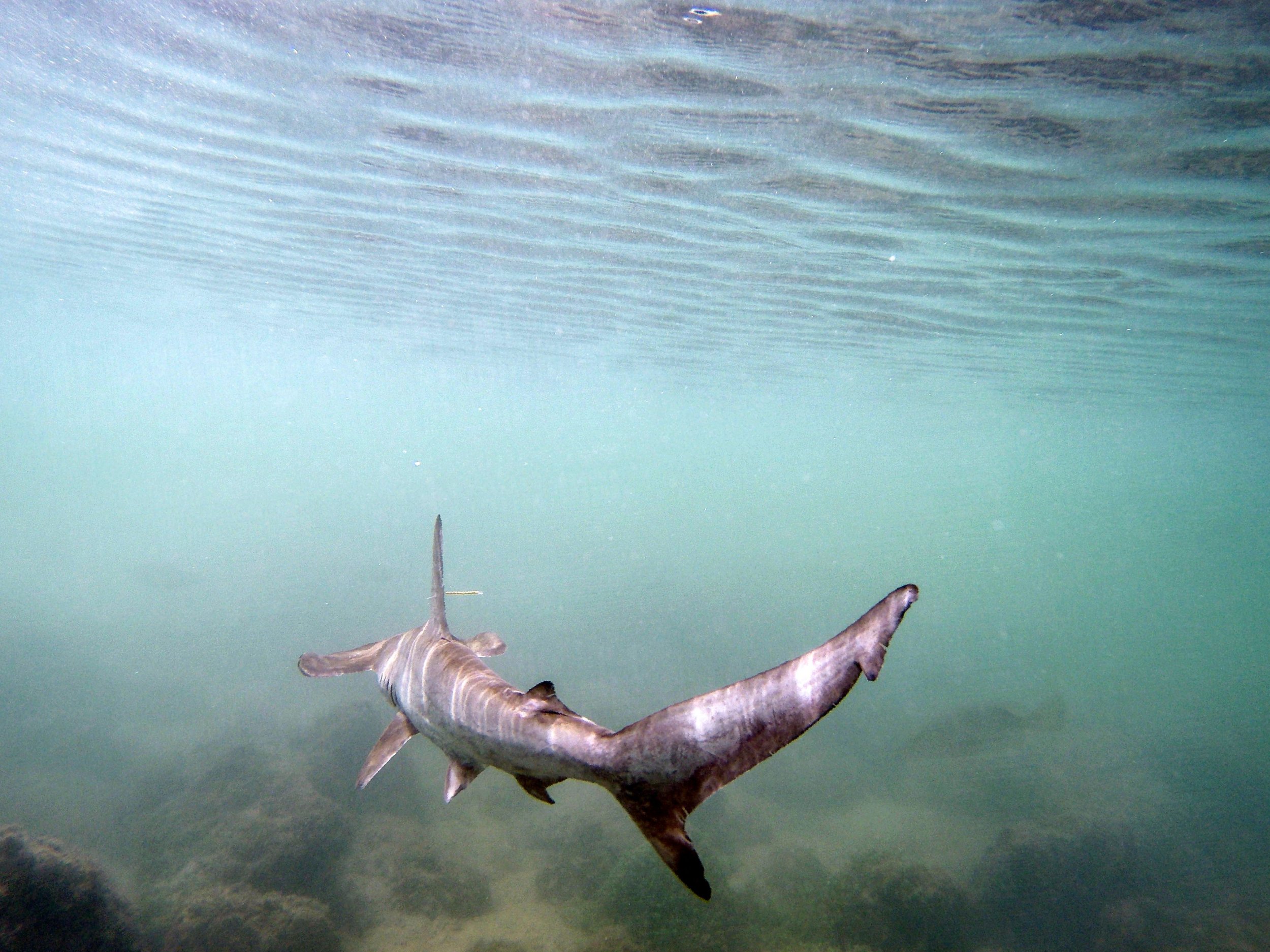 Hammerhead-shark - Hammerhead Shark - HD Wallpaper 