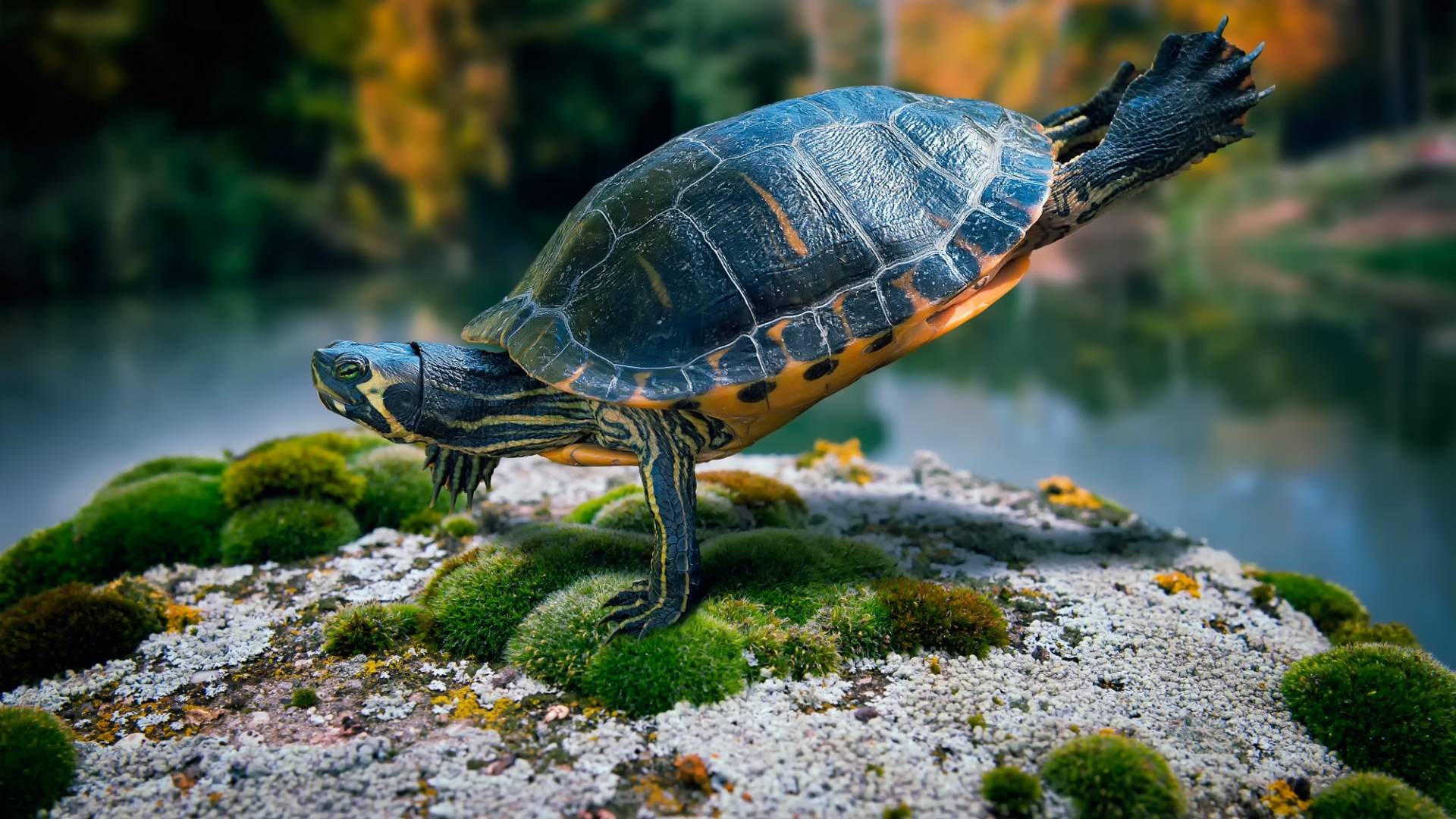Turtle Wallpaper Hd 1080p - HD Wallpaper 