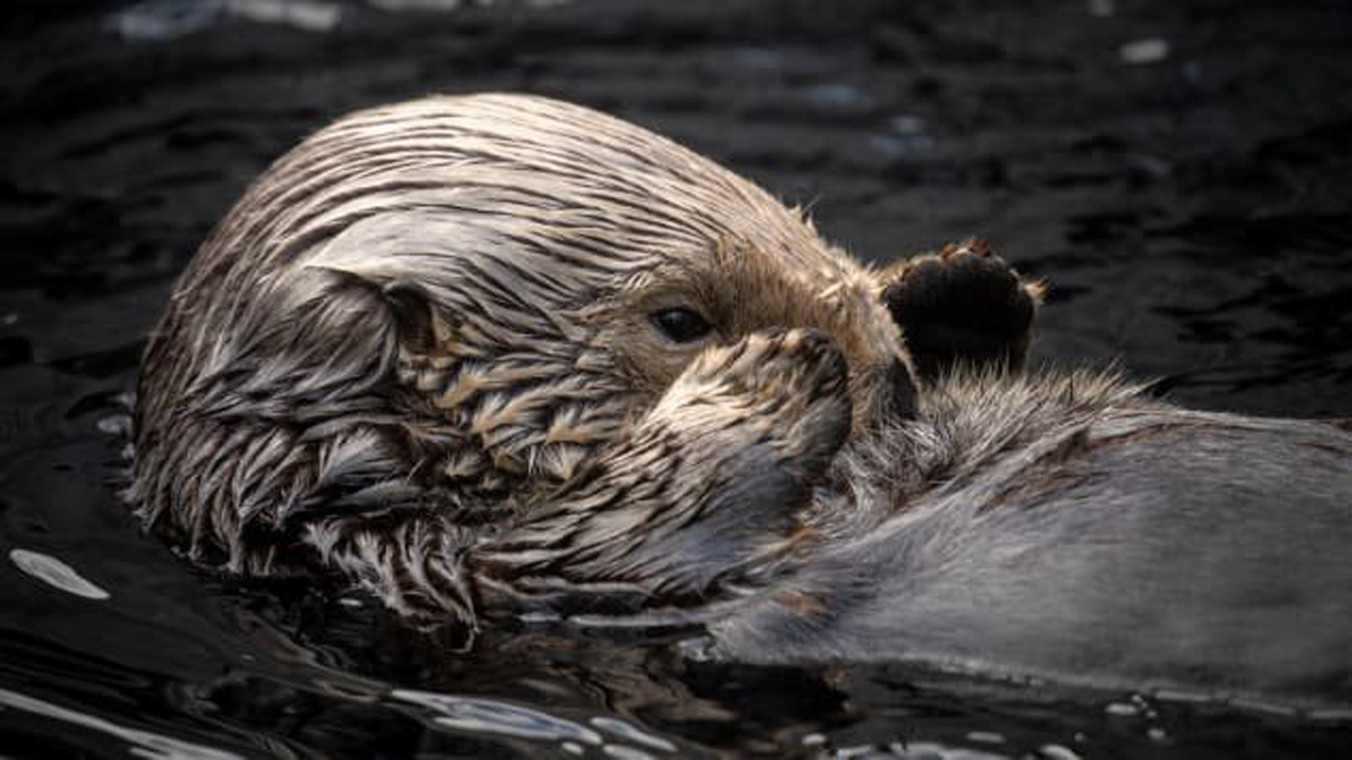 Sea Otter Rosa Swims In The Sea Otter Exhibit - Sea Otters - HD Wallpaper 