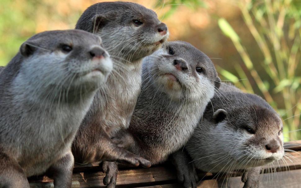 Four Otters Wallpaper,otter Hd Wallpaper,otters Hd - HD Wallpaper 