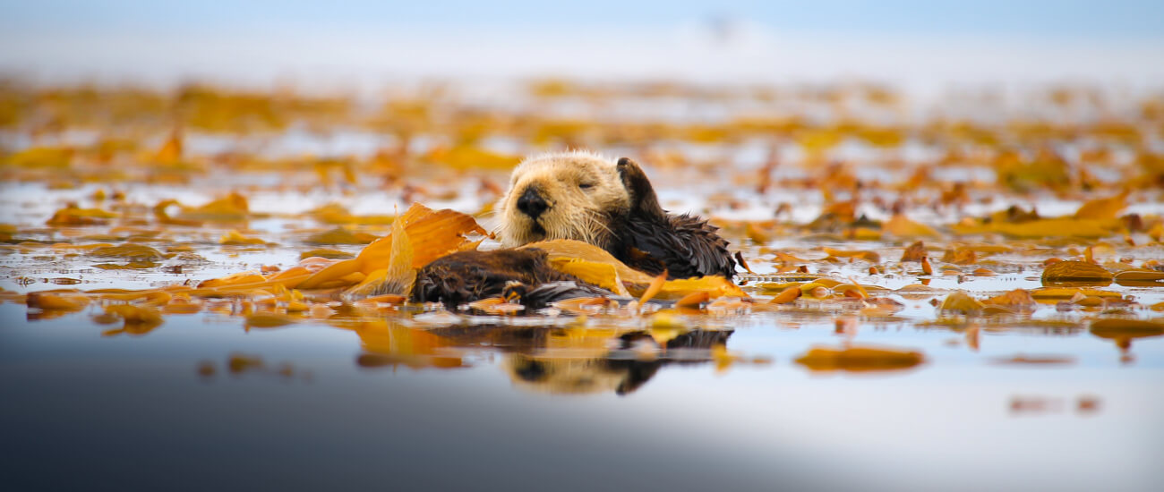 A Wild Sea Otter Floats In A Kelp Patch On The Surface - Sea Otter - HD Wallpaper 