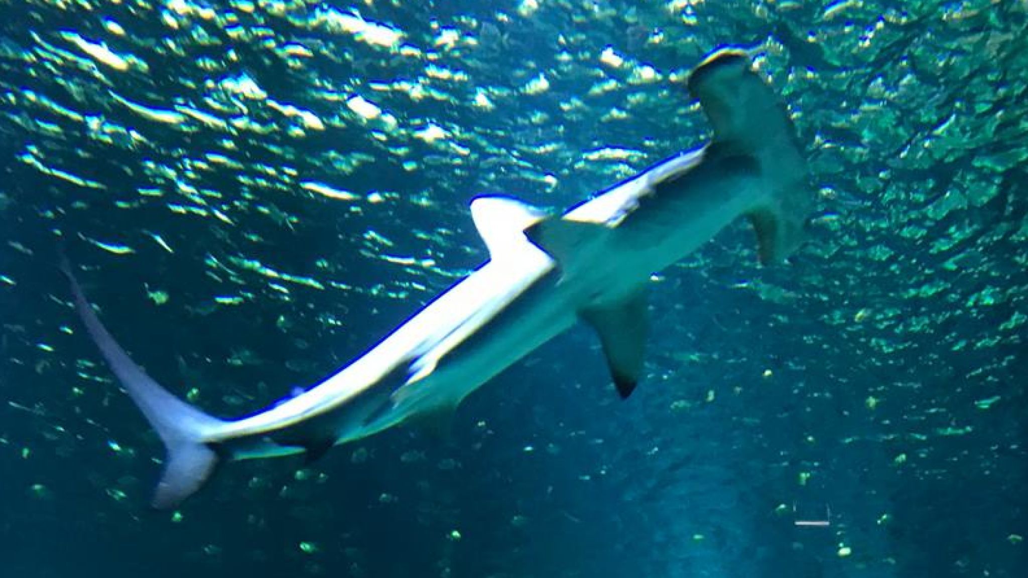 Nausicaá Aquarium - Hammer Shark Fish Aquarium - HD Wallpaper 