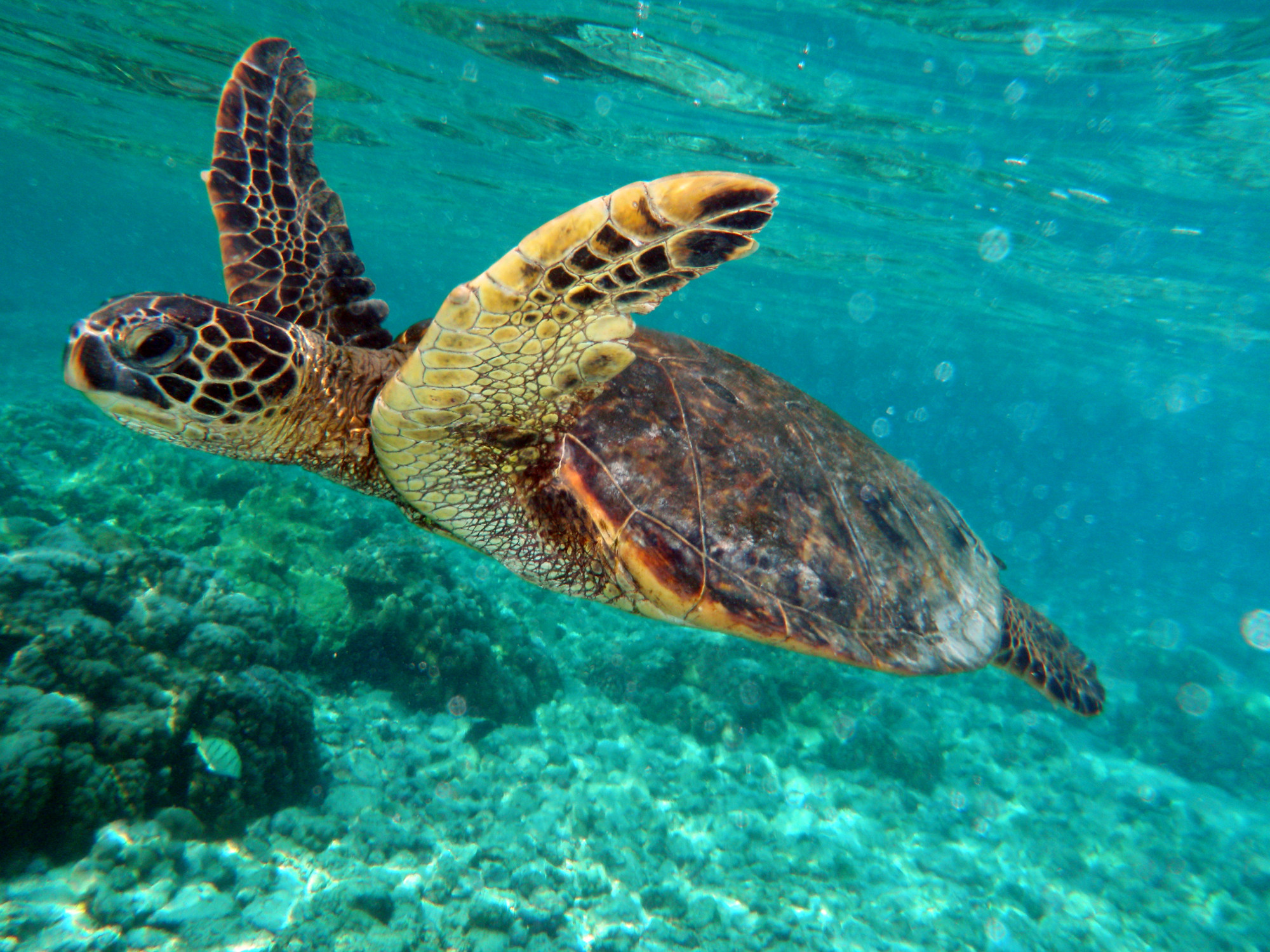 Swimming Turtle Wallpaper Photos 
 Data Src Sea Turtle - Instinct Behaviour - HD Wallpaper 