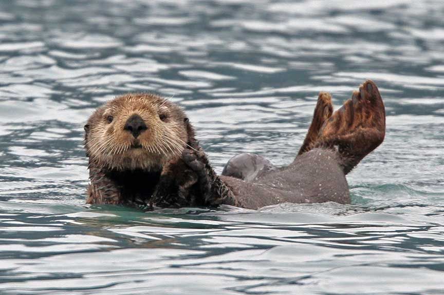 Sea Otter Feet - HD Wallpaper 
