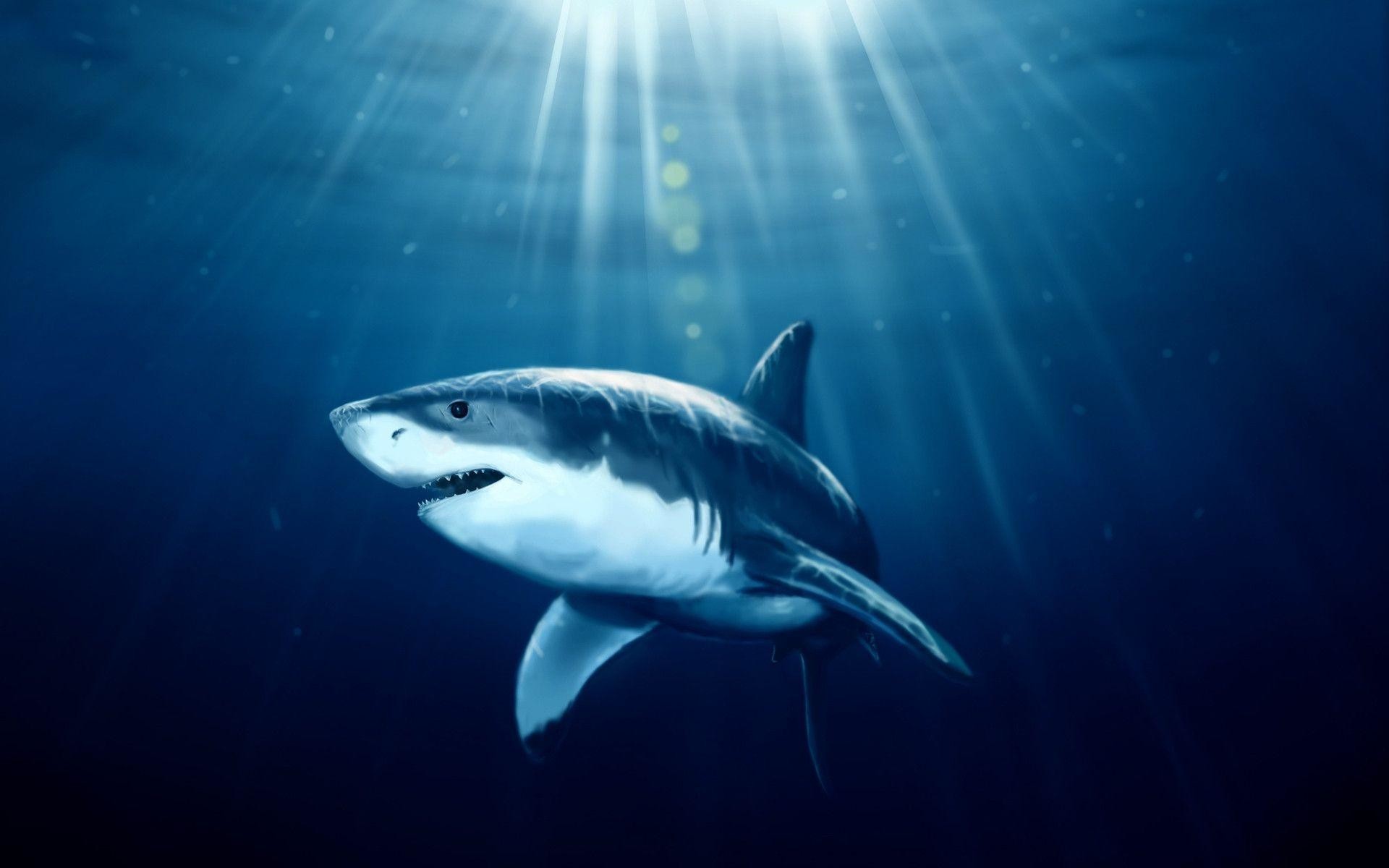 1920x1200, 134 Shark Wallpapers - Under The Sea Art Shark - HD Wallpaper 