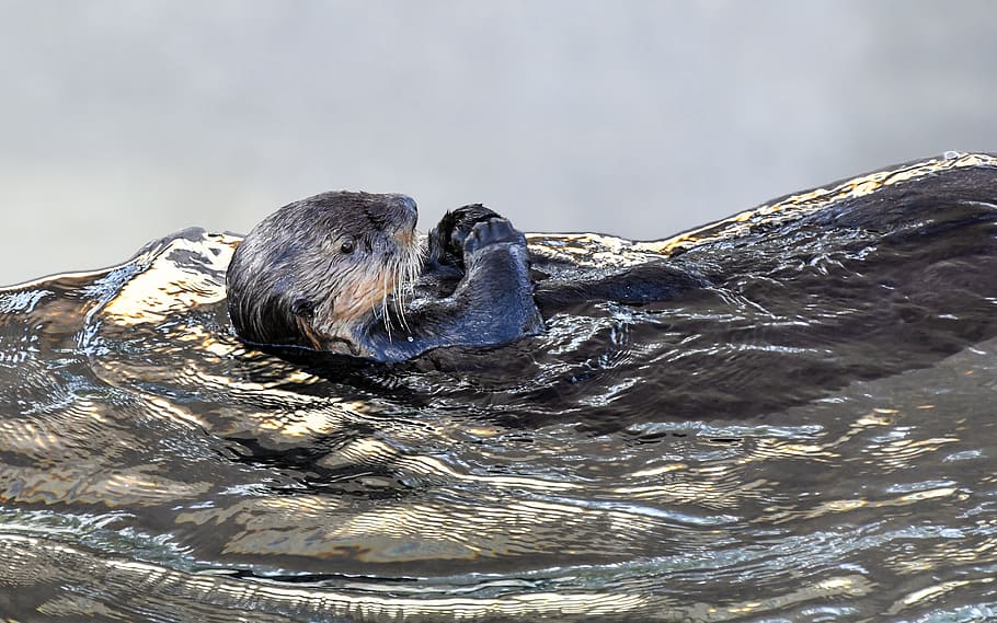 Sea Otter Wallpaper - HD Wallpaper 