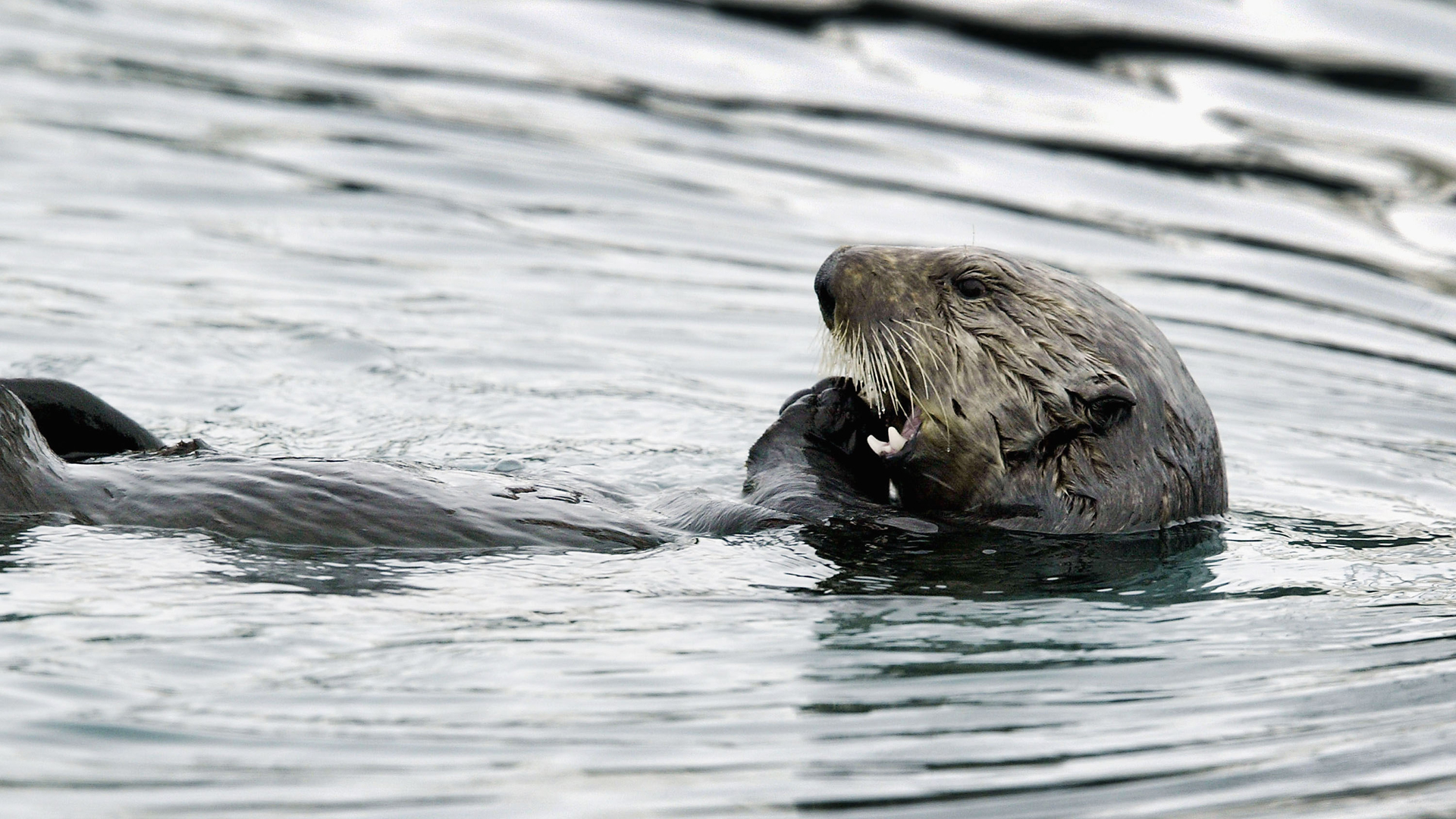 A Sea Otter Is Seen In A File Photo - Dead Washed Up Otter - HD Wallpaper 