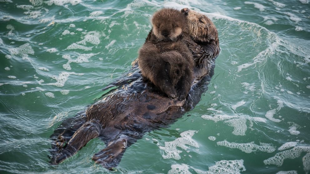 Sea Otter Mother And Pup - HD Wallpaper 