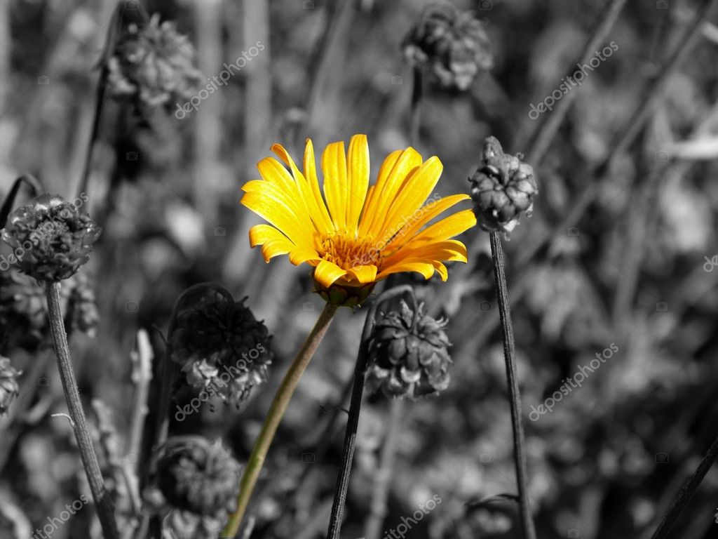 Field Marigold - HD Wallpaper 