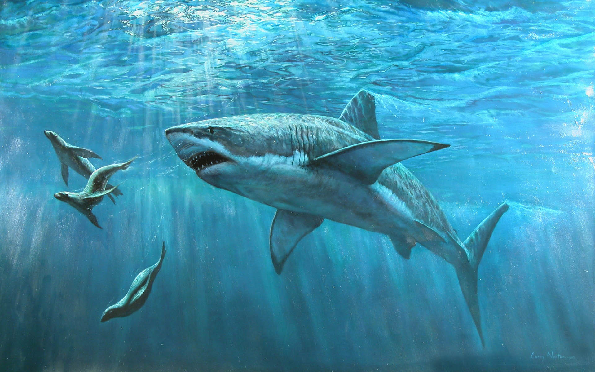 Shark Wallpaper - Great White Shark Dnd - HD Wallpaper 