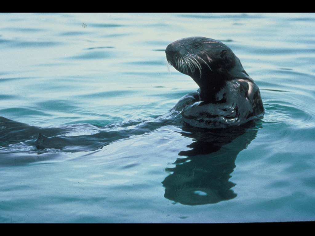 Sea Otter - HD Wallpaper 