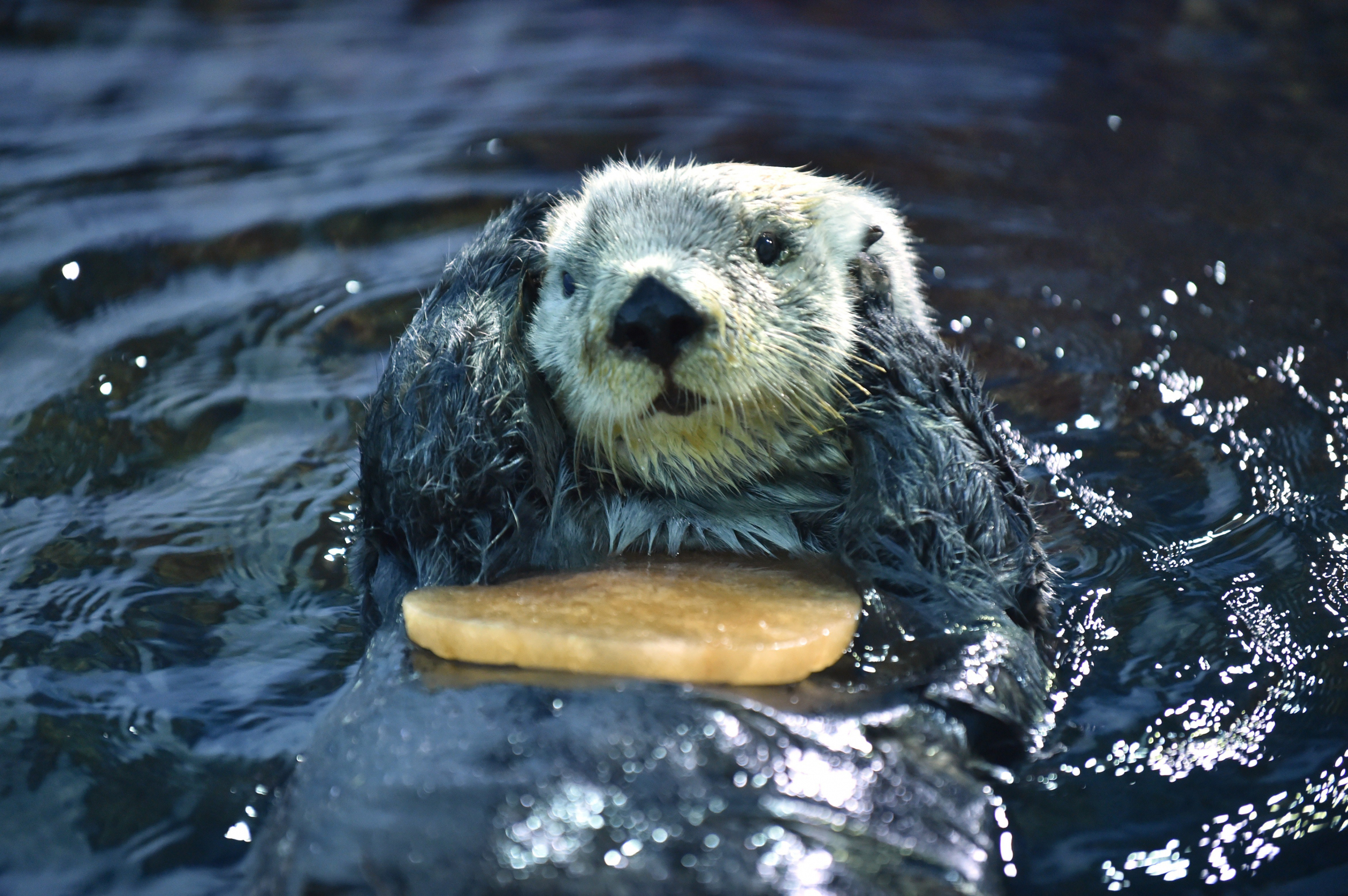 Sea Otter - Cute Otter - HD Wallpaper 