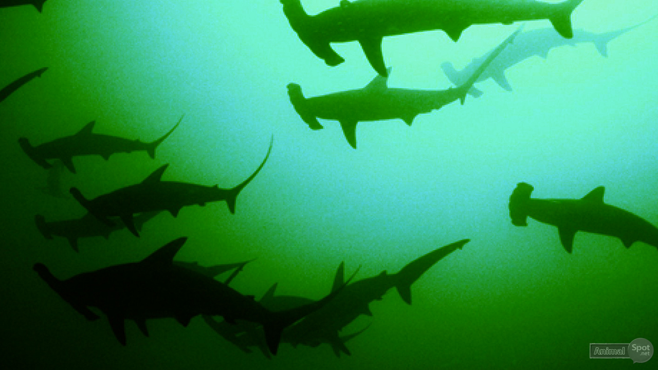 Underwater - HD Wallpaper 