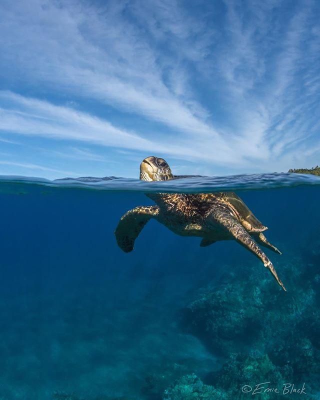 Sea Turtle Getting Air - HD Wallpaper 