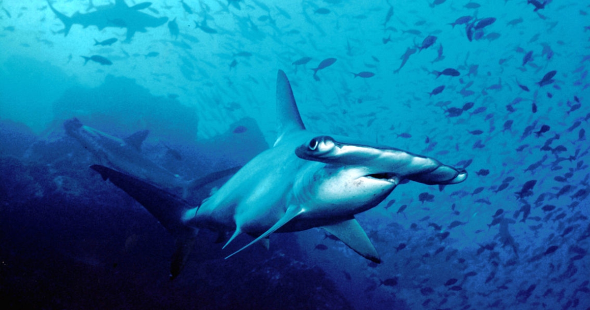 Cocos Island Costa Rica Diving - HD Wallpaper 