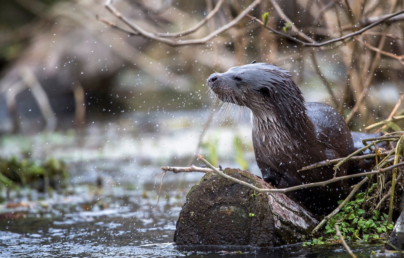 Photo Wallpaper Branches, River, Shore, Wet, Bathing, - North American River Otter - HD Wallpaper 